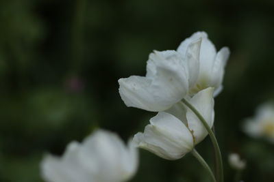 Close-up of white rose