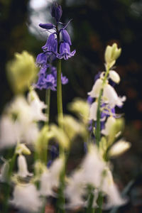 Close-up of purple flowering plant in field