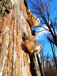 Low angle view of a tree trunk