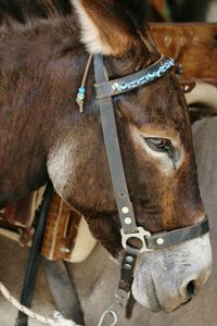 Close-up of horse