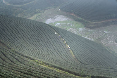 High angle view of agricultural field