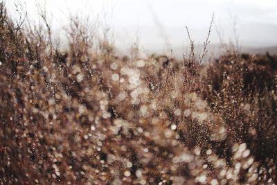 Close-up of snow on field against sky