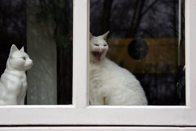 Close-up of dog yawning