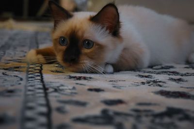 Close-up portrait of a cat