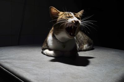 Various gestures of a cat with flashlight and dark background