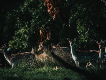 Deer in a field