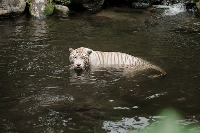 View of cat in lake at zoo