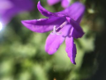 Close-up of purple flower