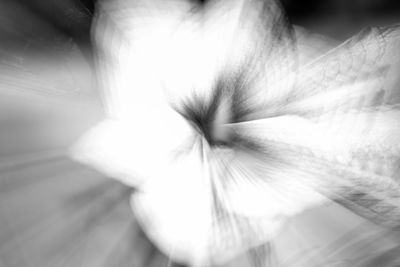 Macro shot of white flower