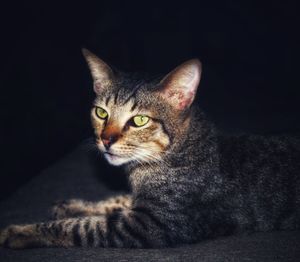 Close-up portrait of cat. cat with black background. cat posing for the camera.