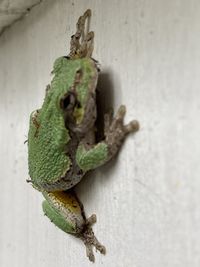 Close-up of frog on wall