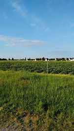 Scenic view of grassy field against sky