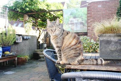 Portrait of a cat sitting in yard