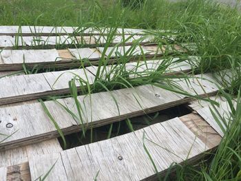 Plants growing on wooden floor