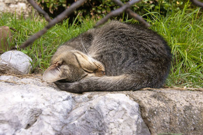 View of an animal sleeping on rock
