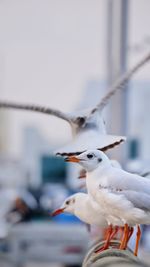 Seagulls perching on a bird
