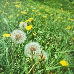 Close-up of daisy flowers blooming in field