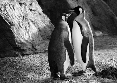 Close-up of penguins standing on rock