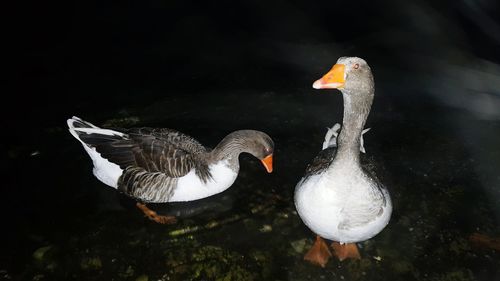 View of an animal in pond