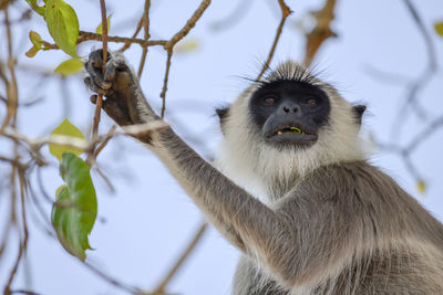 Monkey on tree