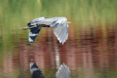 Close-up of bird flying over lake