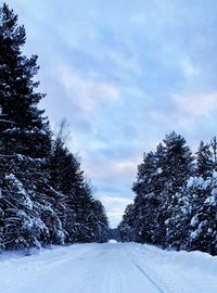 Snow covered plants by trees against sky during winter