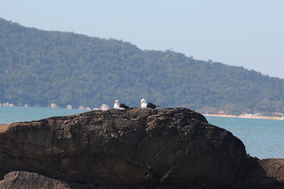 Bird perching on rock by sea against clear sky