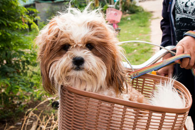 Close-up of dog wearing basket outdoors