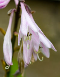 Close-up of purple flowering plant