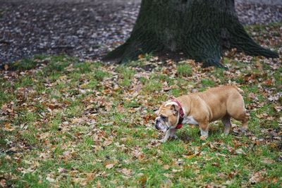 Close-up of dog on field during autumn