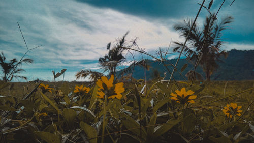 Close-up of yellow flowering plants on field against sky