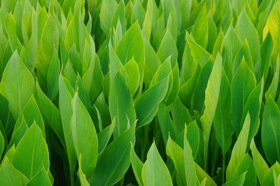 Full frame shot of fresh green plants