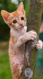 Portrait of cat on tree trunk