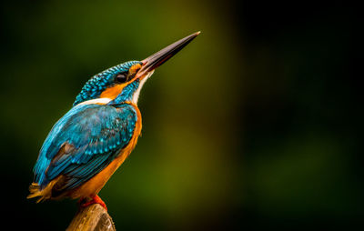 Close-up of bird perching