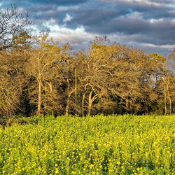 Yellow flowers growing on field