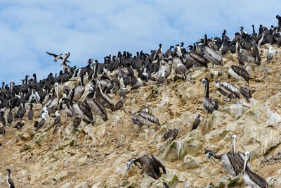 Flock of birds on rocks against sky
