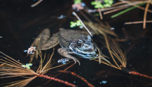 High angle view of turtle swimming in lake