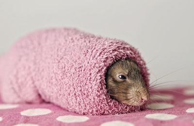 Close-up of a cute rodent in a sock. 