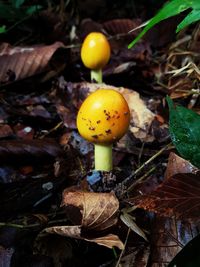 Close-up of yellow mushroom growing on field