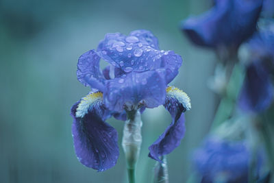 Close-up of wet purple flowering plant