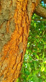 Close-up of tree trunk