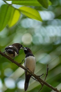 Close-up of bird perching on branch