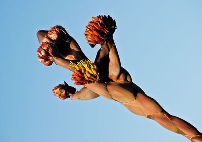 Low angle view of plant against clear blue sky