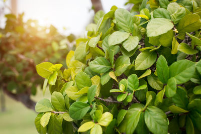 Close-up of green leaves