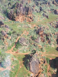 High angle view of trees on land