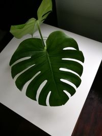 High angle view of green leaf on table against wall