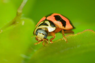 Close-up of ladybug on leaf