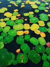 High angle view of water lily leaves floating on lake