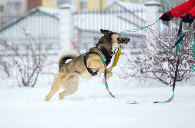 Dogs running on snow