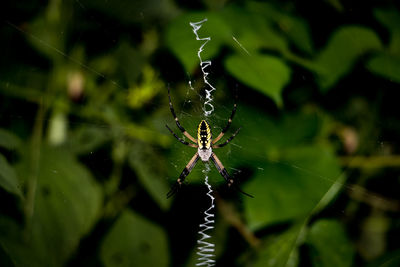 High angle view of spider on web at vegetable garden